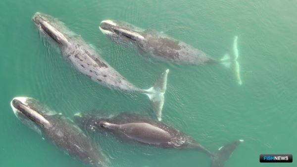 Проблемы полярных китов изучают экологи