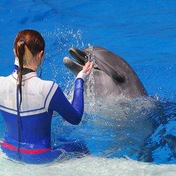 Россельхознадзор переживает за лицензии для зоопарков и дельфинариев