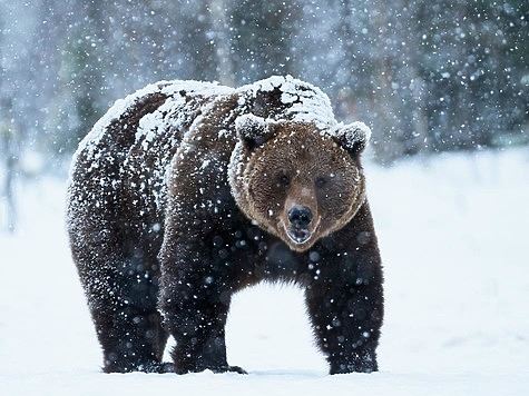 Томские медведи выходят к людям