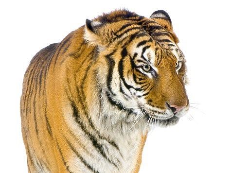 Угроза амурским тиграм