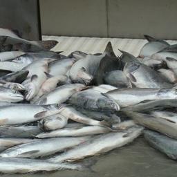 Восток Камчатского края завершит добычу лосося к 11 сентября